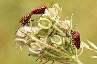 Graphosoma italicum
