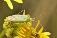 Closterotomus norwegicus