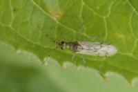 Dicyphus