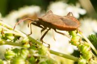 Coreus marginatus