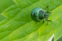 Palomena prasina