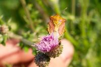 Carpocoris purpureipennis