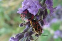 Eurydema ornata