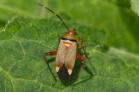 Adelphocoris vandalicus