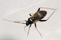 Adelphocoris seticornis