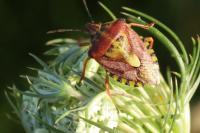 Carpocoris purpureipennis