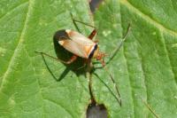 Adelphocoris vandalicus