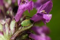 Adelphocoris vandalicus