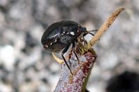 Coptosoma scutellatum