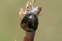 Coptosoma scutellatum