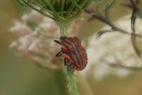 Graphosoma italicum
