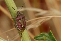 Dolycoris baccarum