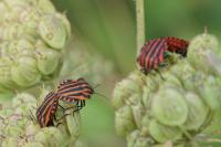 Graphosoma italicum