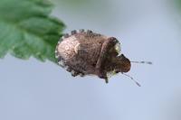 Dyroderes umbraculatus