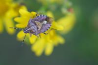 Dolycoris baccarum