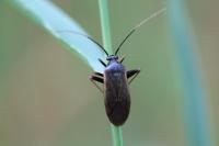 Adelphocoris seticornis