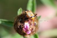 Adelphocoris vandalicus