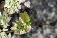 Closterotomus norwegicus