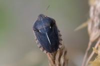 Eurygaster austriaca
