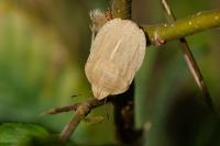 Eurygaster austriaca