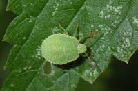 Palomena prasina