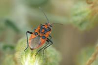 Corizus hyoscyami