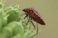 Graphosoma italicum
