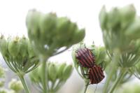 Graphosoma italicum