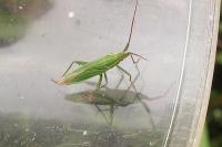Stenodema calcarata