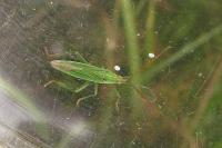 Stenodema calcarata