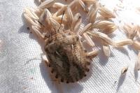 Eurygaster maura
