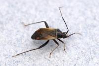 Adelphocoris seticornis