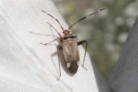Adelphocoris vandalicus