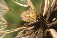 Carpocoris purpureipennis