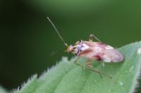 Lygus pratensis