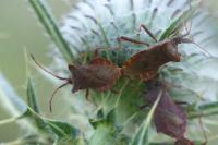 Coreus marginatus