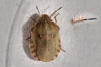 Eurygaster testudinaria