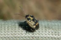 Eurydema oleracea