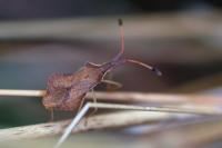 Syromastus rhombeus