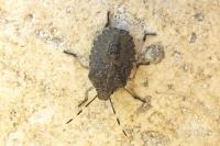 Rhaphigaster nebulosa