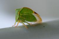 Stictocephala alta