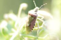 Dolycoris baccarum