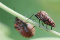 Graphosoma italicum