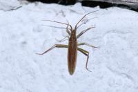Stenodema calcarata