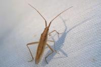 Stenodema laevigata
