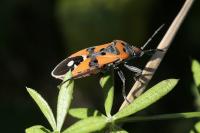 Lygaeus equestris/simulans