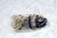 Cixius