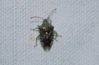 Elasmucha grisea