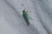 Cicadella viridis