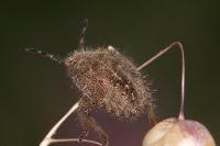 Dolycoris baccarum